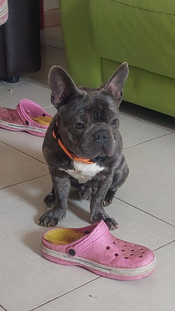 Shamus Cerca Famiglia. Info adozione Monica 3890238584 Foto 9